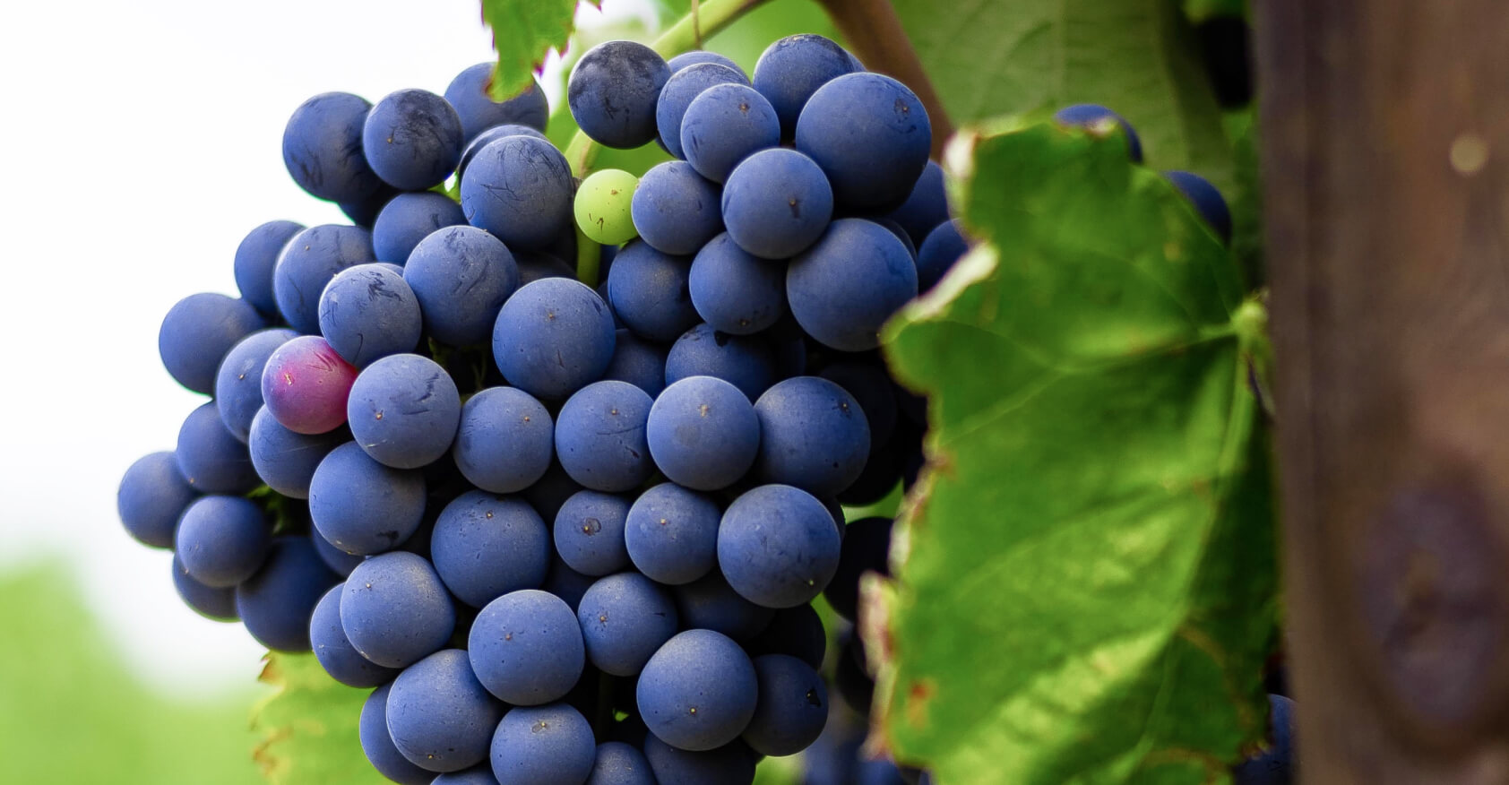 Rich Text - Winery X Webflow Template