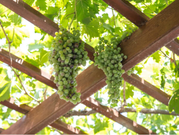 License - Winery X Webflow Template