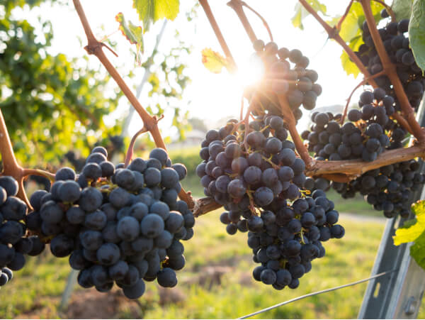 License - Winery X Webflow Template