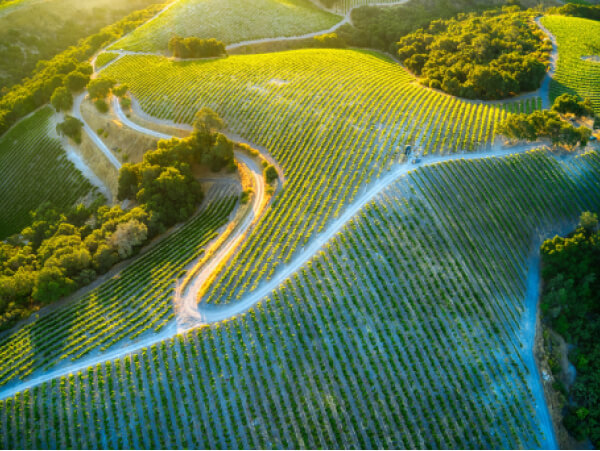 License - Winery X Webflow Template