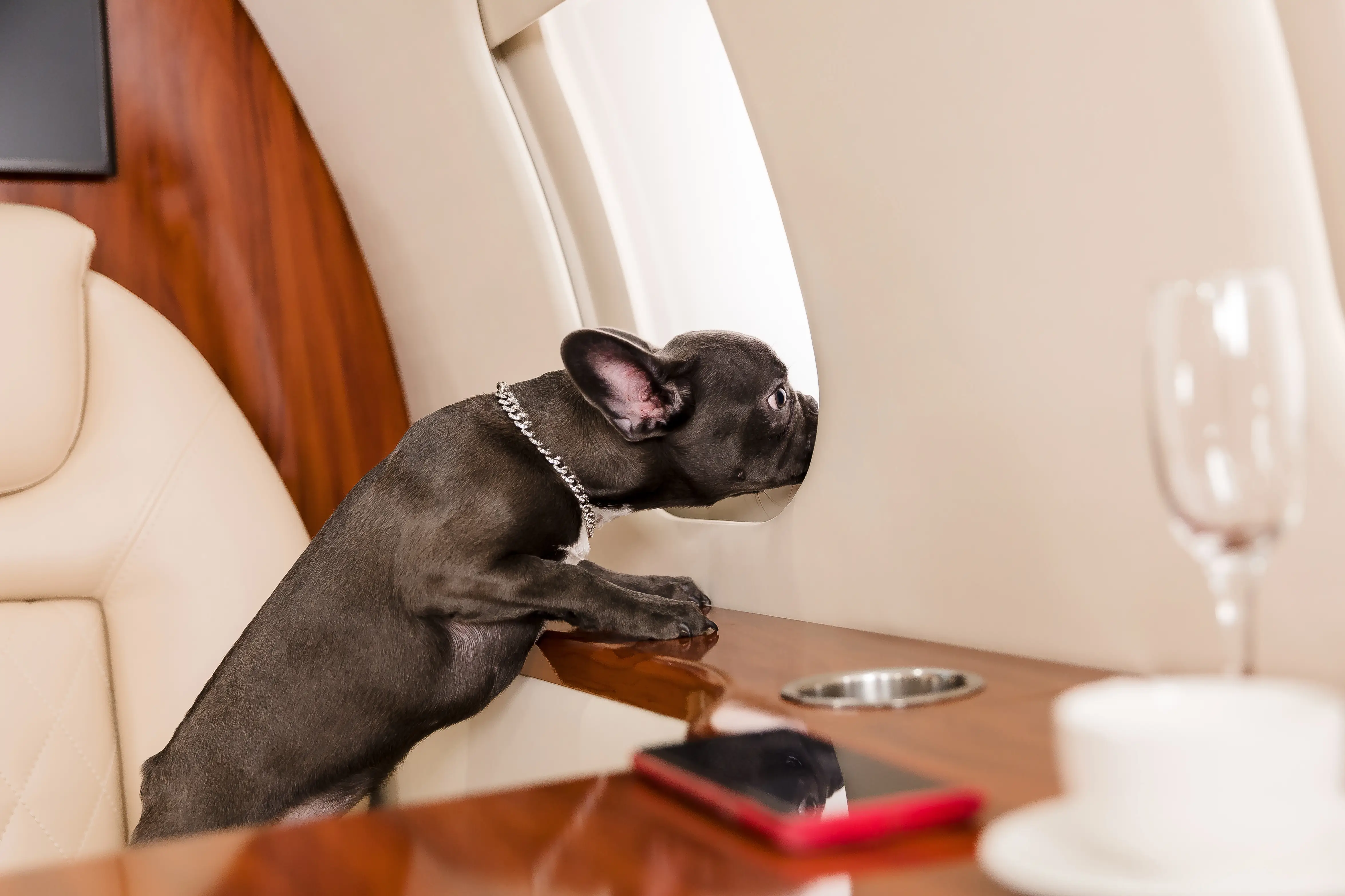 Black French Bulldog wearing chain collar stretching on wooden table