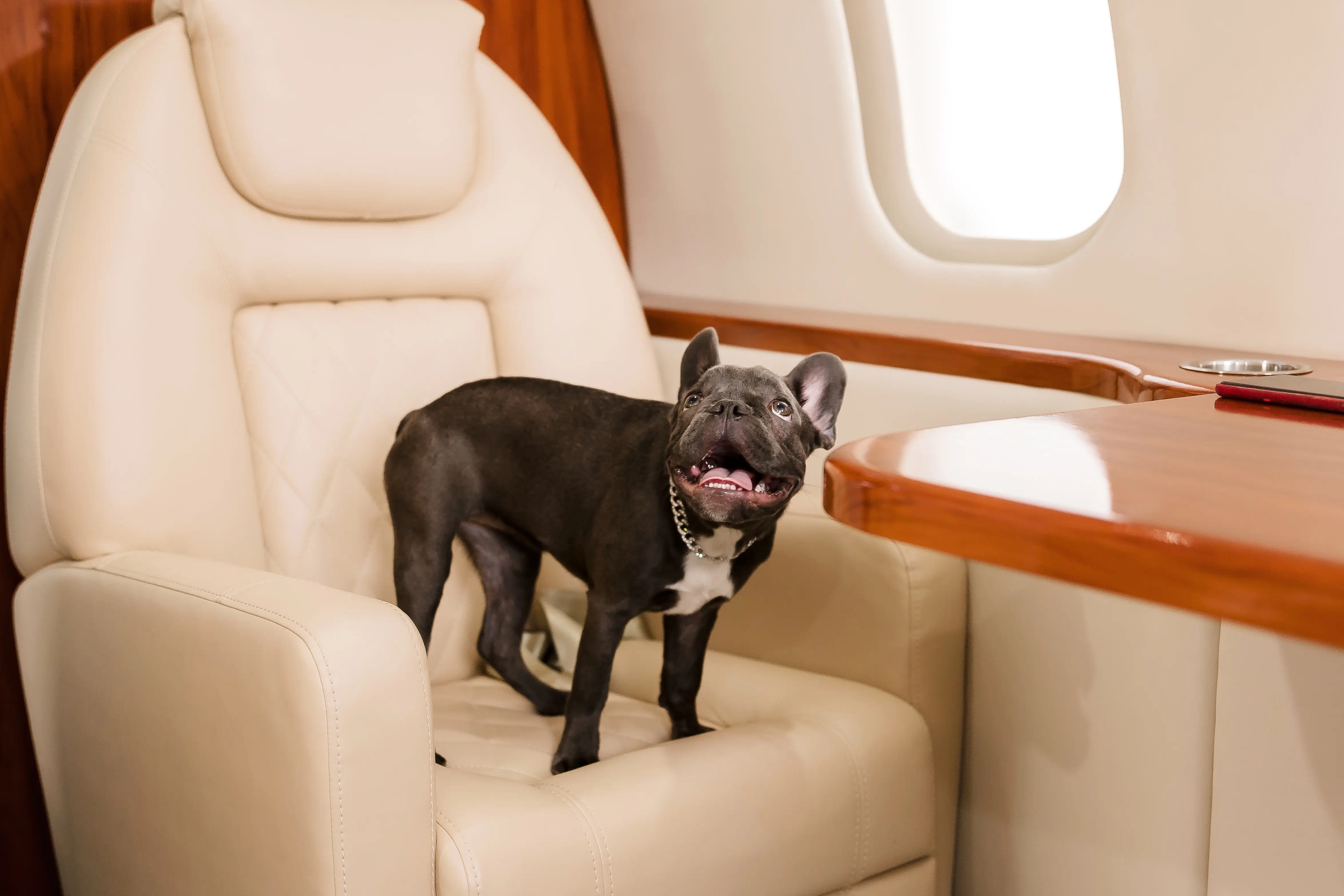 French Bulldog sitting on leather seat inside private jet airplane