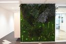 moswand jungle 1