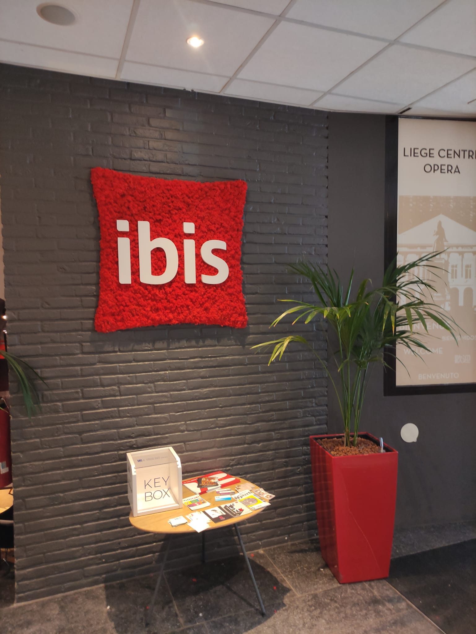Ibis rood