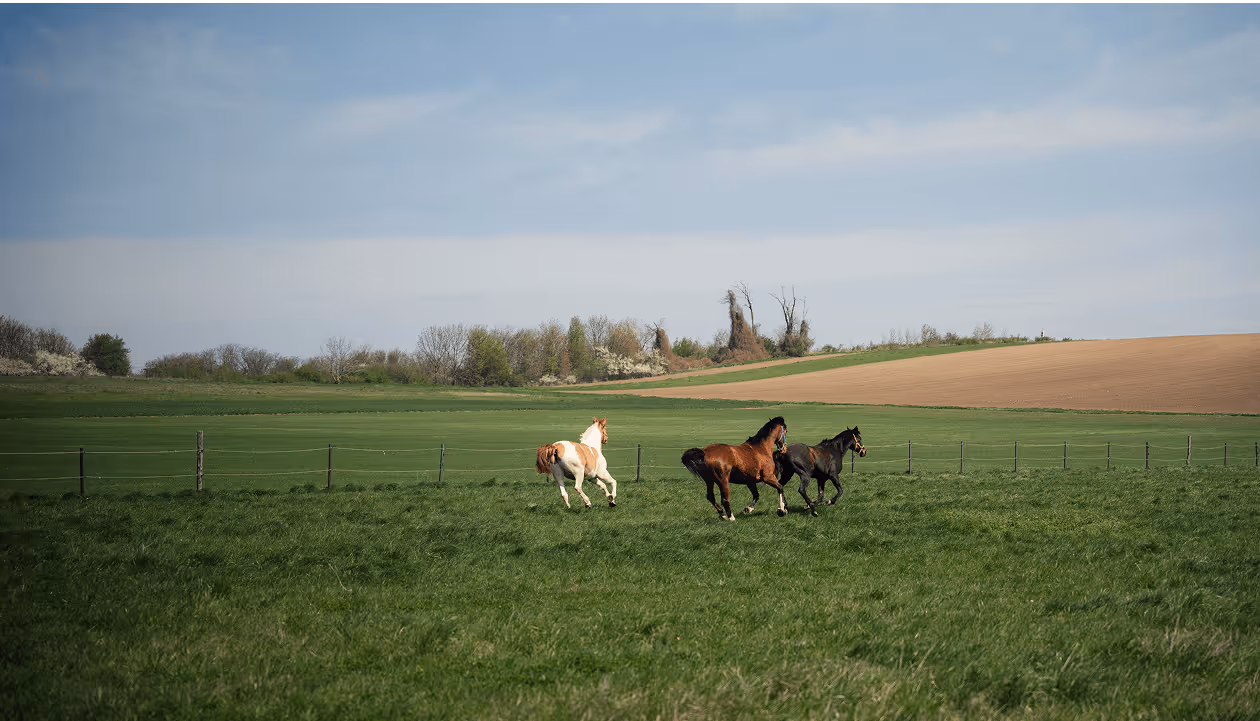 Pferde im Trab auf offener Wiese – Gruppenverhalten in freier Natur
