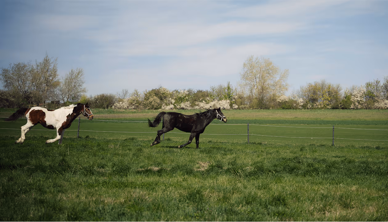 Pferdegalopp auf grüner Weide – natürliche Bewegung in freier Umgebung