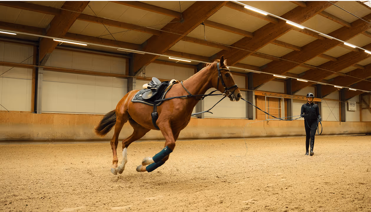 Reiterin mit Pferd in der Halle – vertrauensvoller Umgang im Training