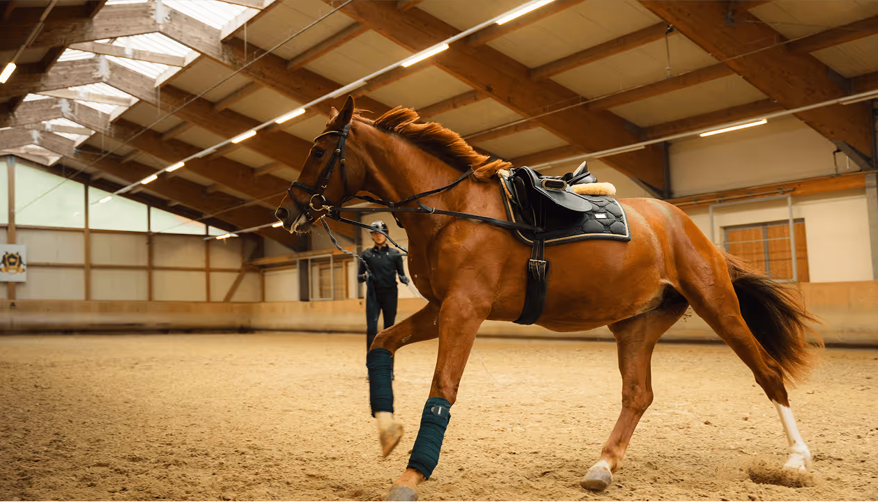 Pferd unter dem Sattel in Reithalle – Training in pferdegerechter Umgebung