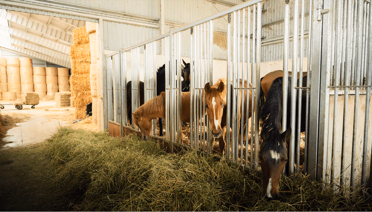 Pferde am Heu im Offenstall – tierfreundliche Haltungsform