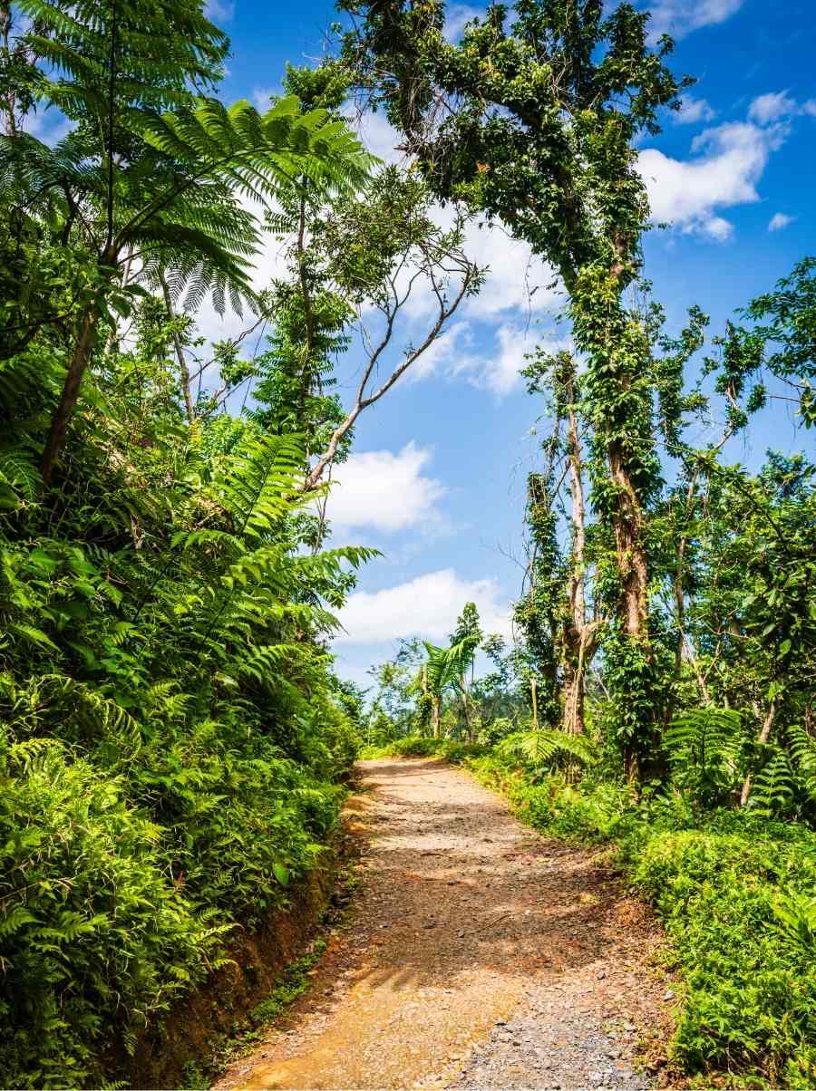 Sunlit view of a narrow dirt path of the Angelito Trail filtering through green foliage and tropical trees.