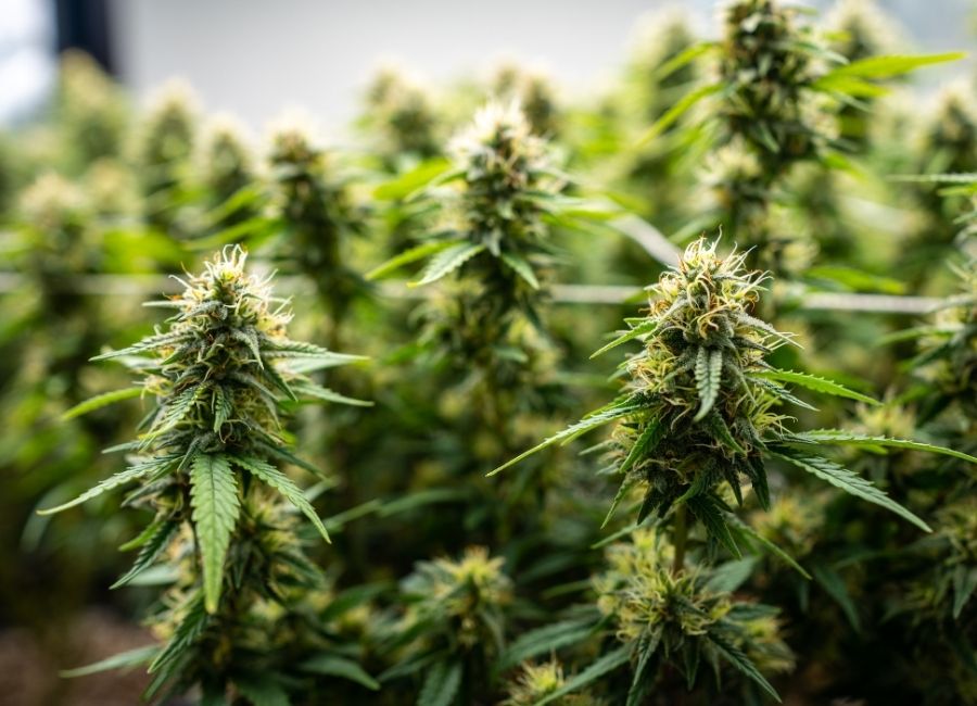 A focused view of mature cannabis plants with prominent flowering buds growing indoors, with many more plants slightly blurred in the background