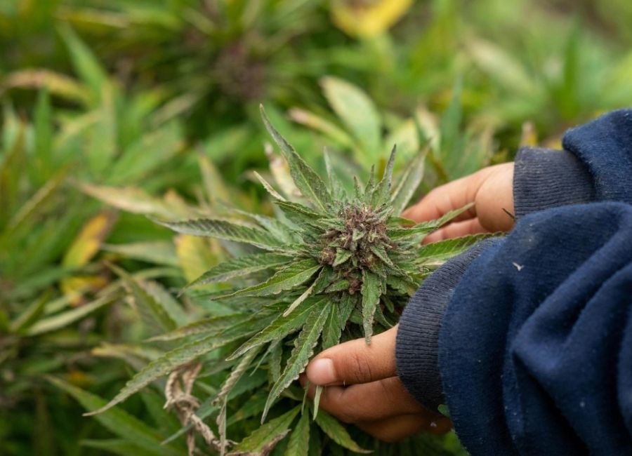 Hands gently holding a mature cannabis flower among green leaves in an outdoor cultivation setting