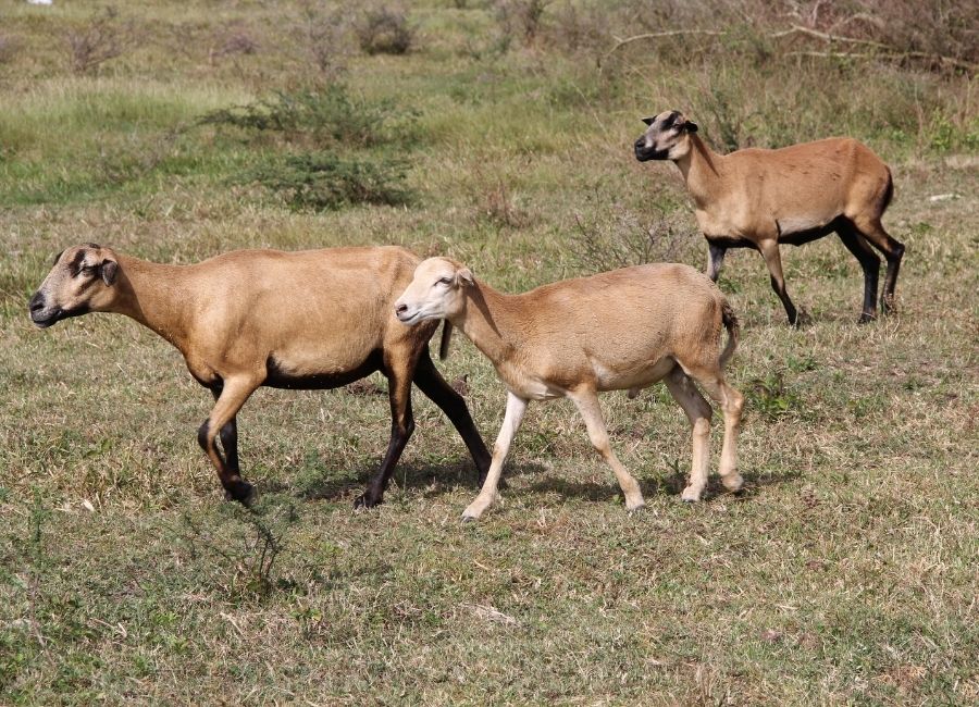 Three Blackbelly sheep grazing on open land in Antigua and Barbuda