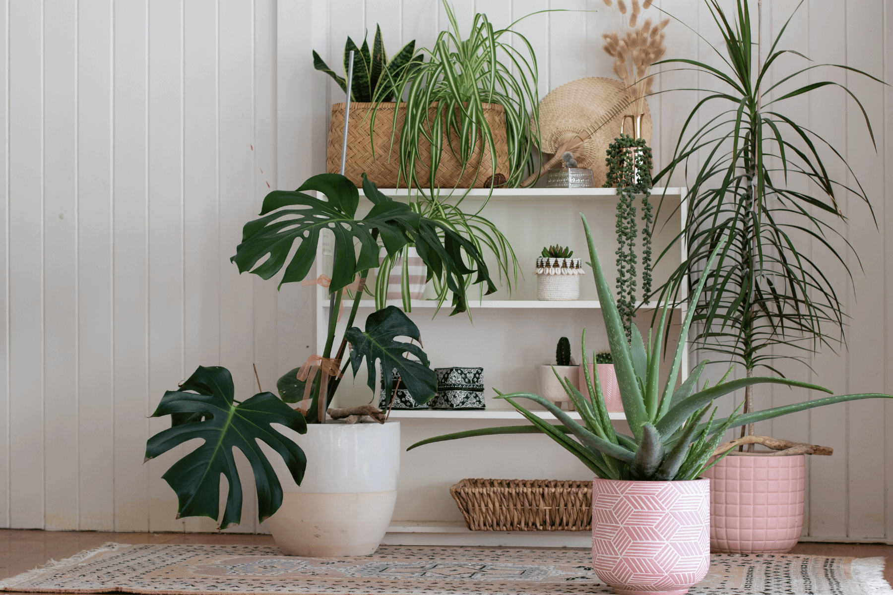 The Pros and Cons of House Plants in Small Spaces: A Guide for Seniors