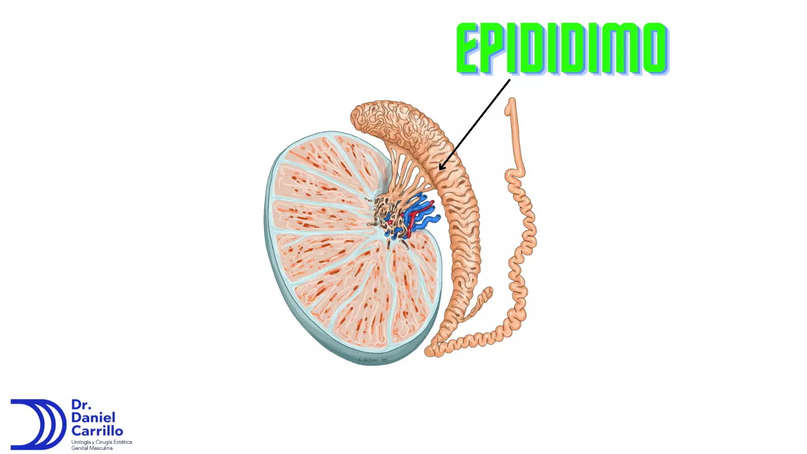 Cual es la función del epididimo