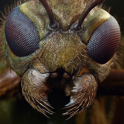 Insect Closeup
