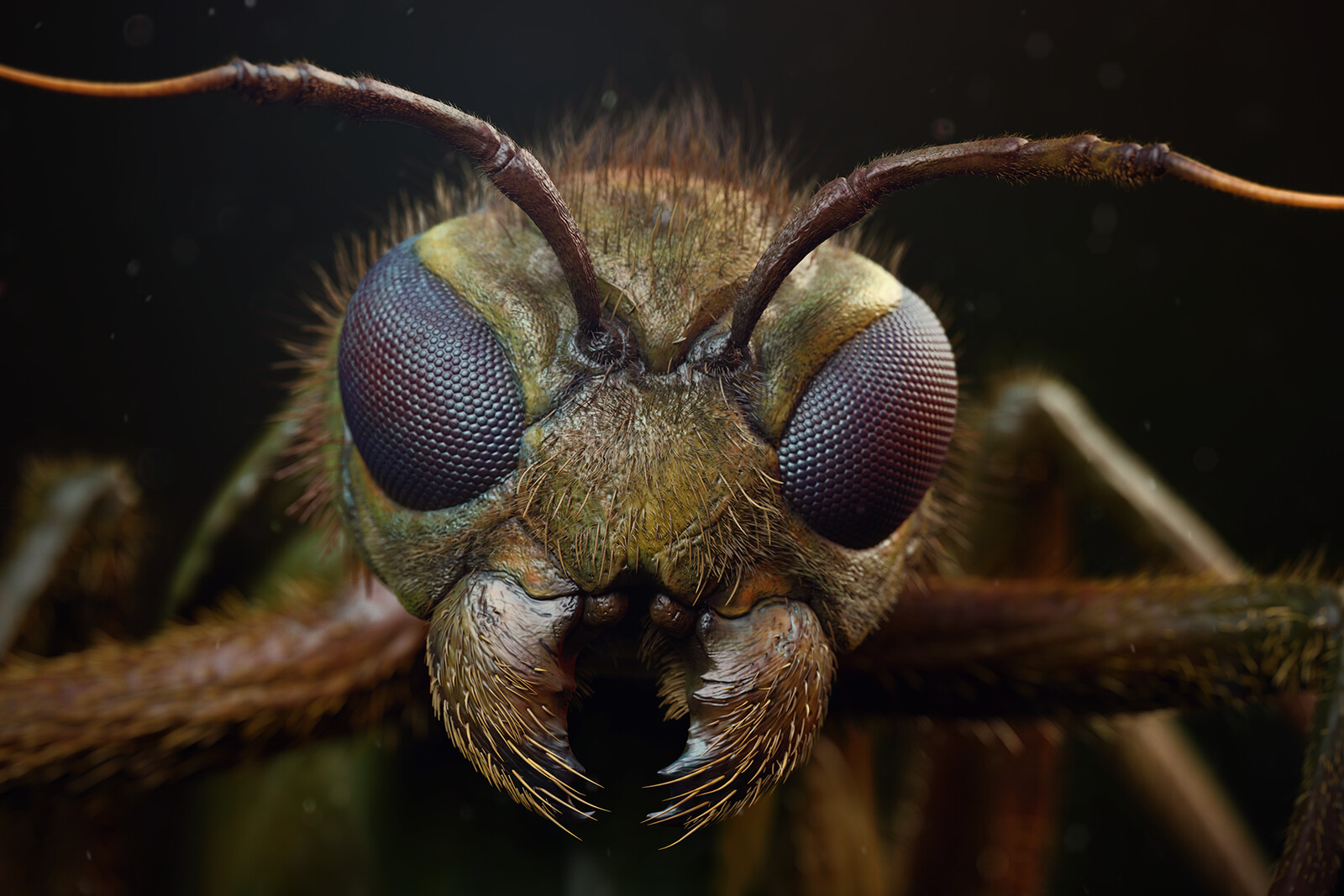 Insect Closeup
