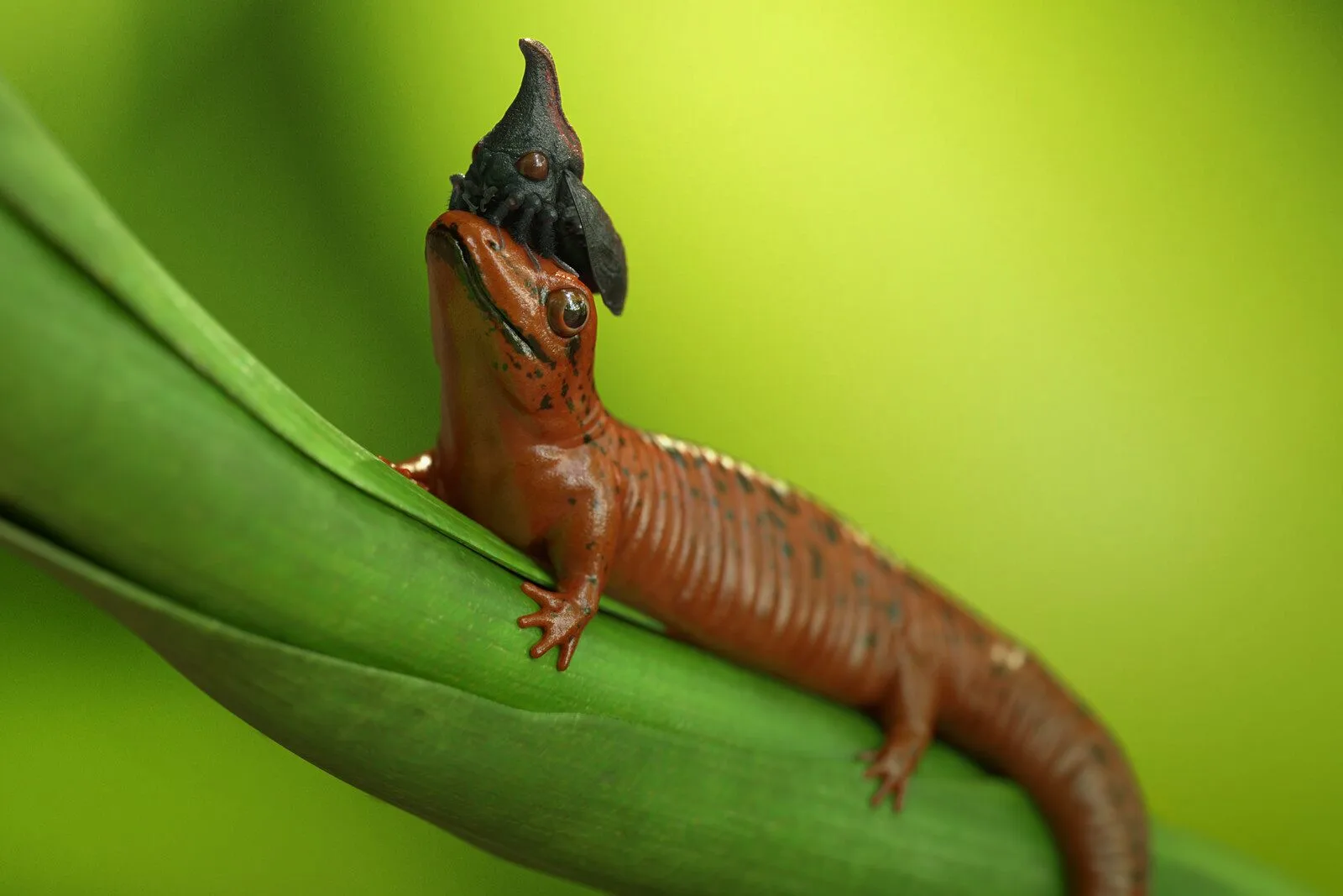 pablo-munoz-gomez-skink-thorn-bug-002.jpg [jpg-to-webp output image]