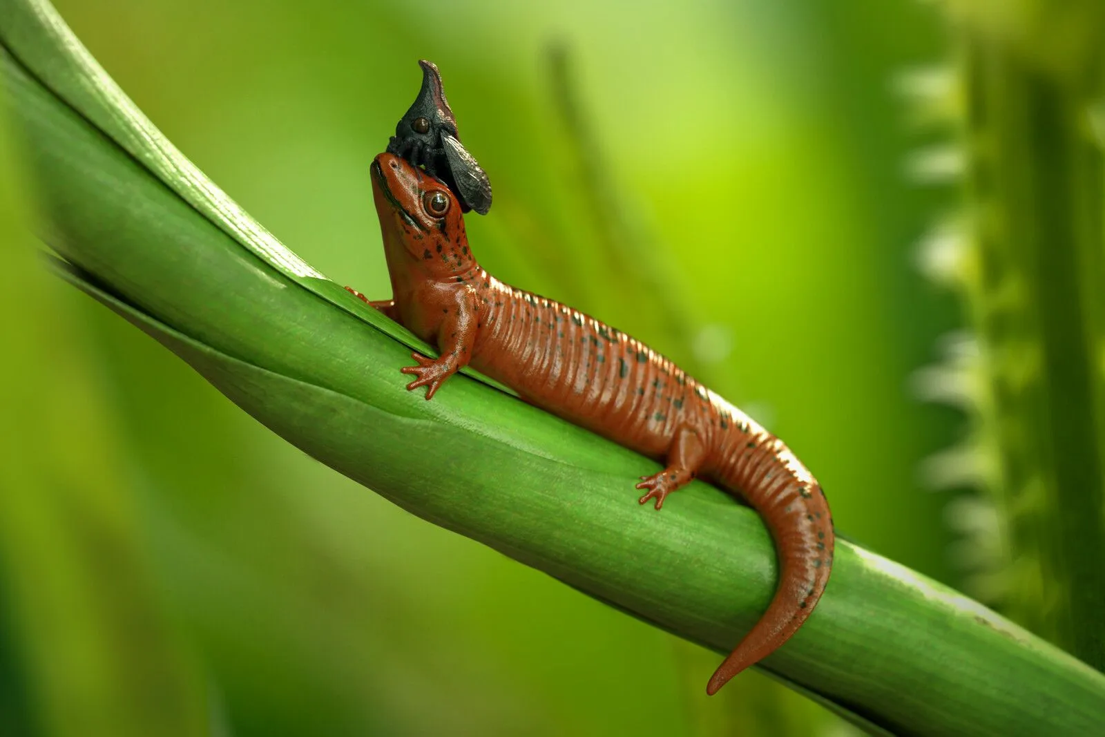 pablo-munoz-gomez-skink-thorn-bug-001.jpg [jpg-to-webp output image]