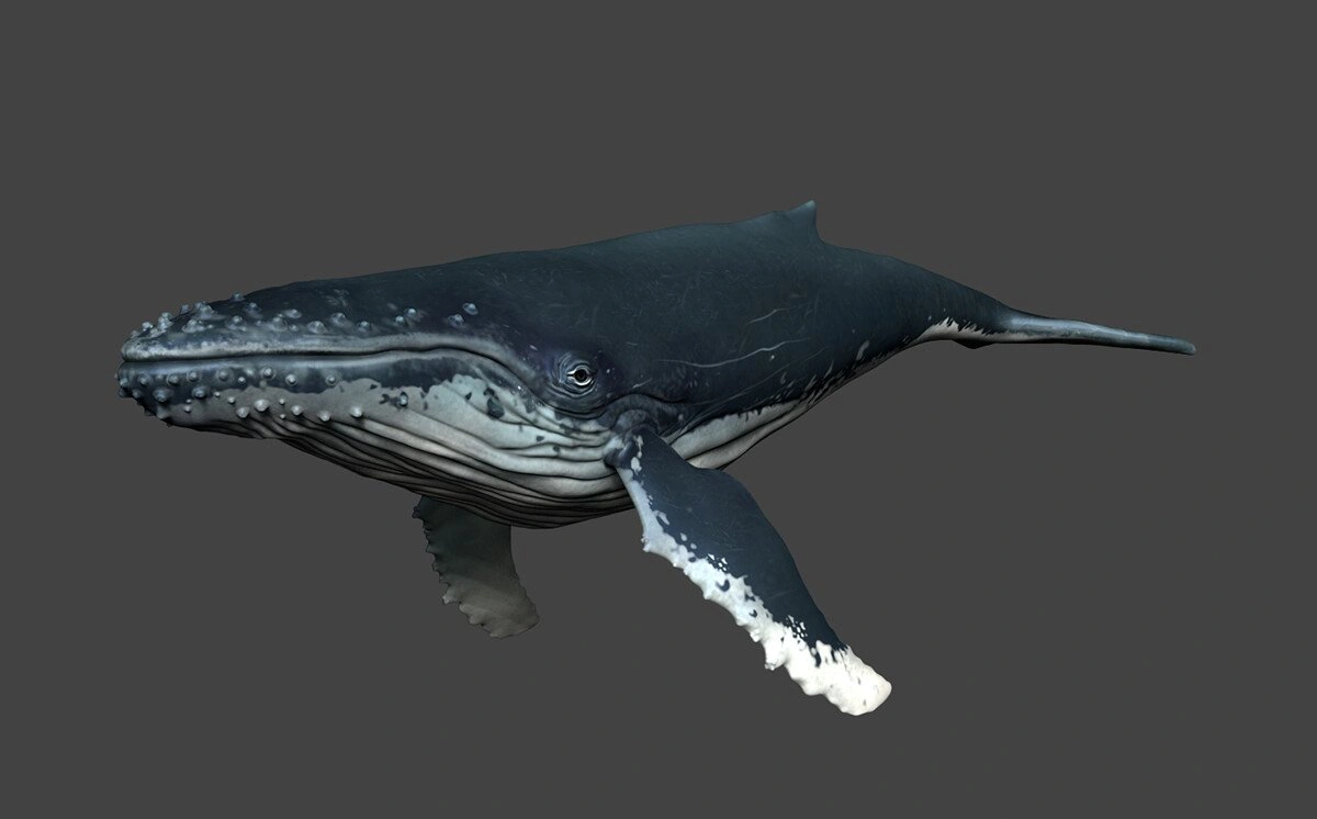 pablo-munoz-gomez-humwhale.jpg [jpg-to-webp output image]