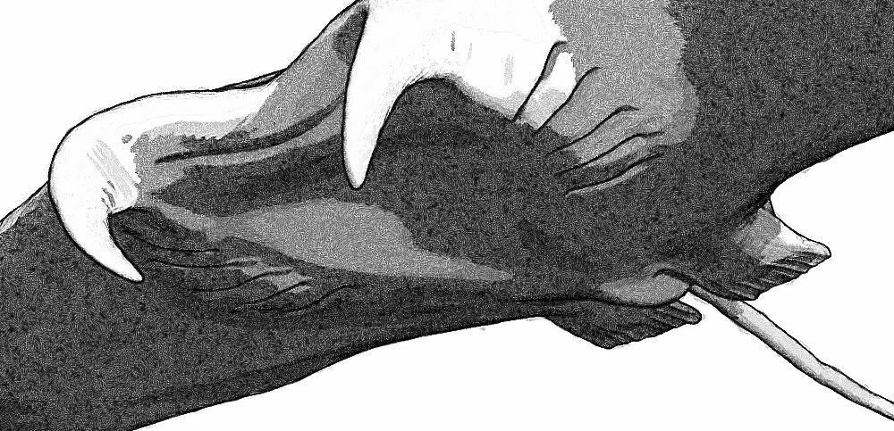 pablo-munoz-gomez-zbrush-2019-hunter-of-the-flying-stingrays-linework-closeup02.jpg [jpg-to-webp output image]