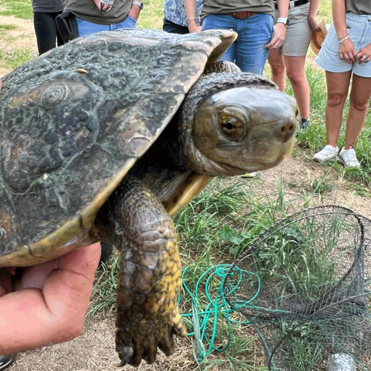 Una Tortuga de Proyecto a la Fundación Emys