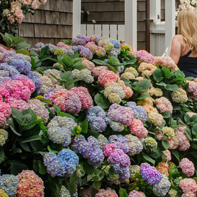 A photo of colorful hydrangeas in Nantucket, Massachusetts.
