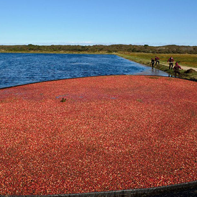 Nantucket cranberry bog