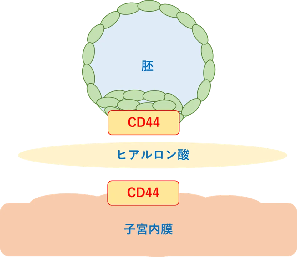 高濃度ヒアルロン酸培養液
