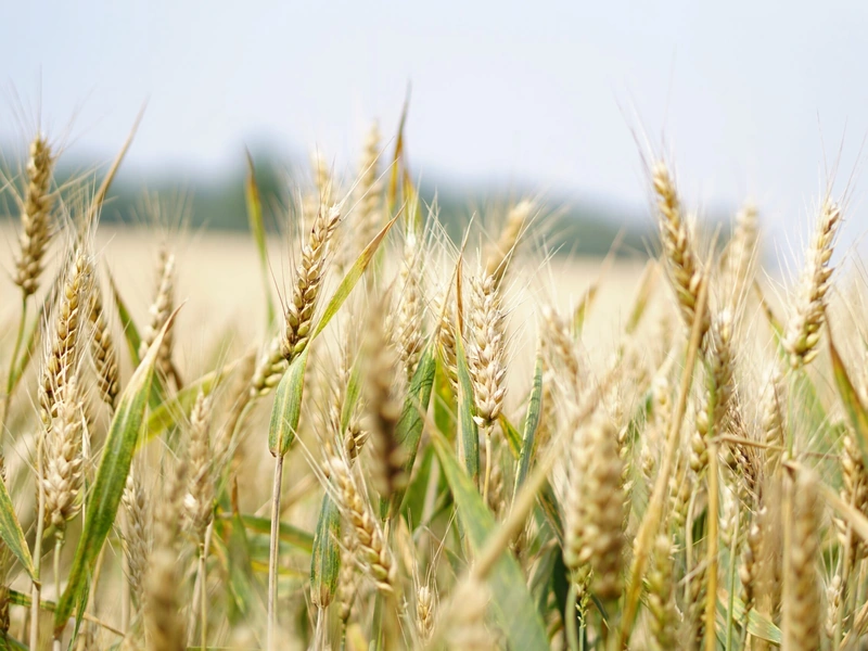 Primer plano de un campo de trigo dorado