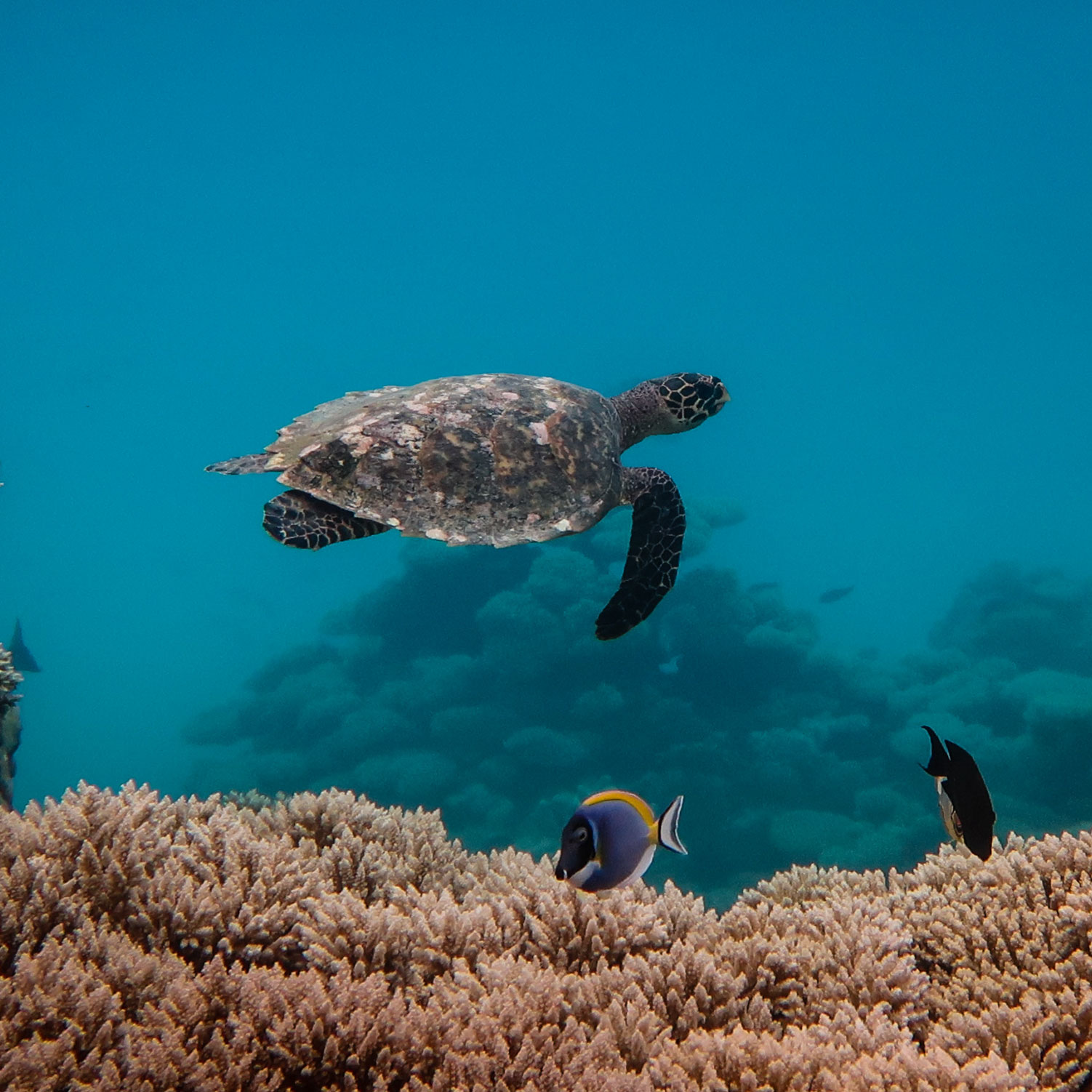 Turtle swimming in the ocean