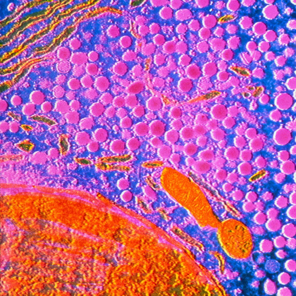 Pergonal microscopic image