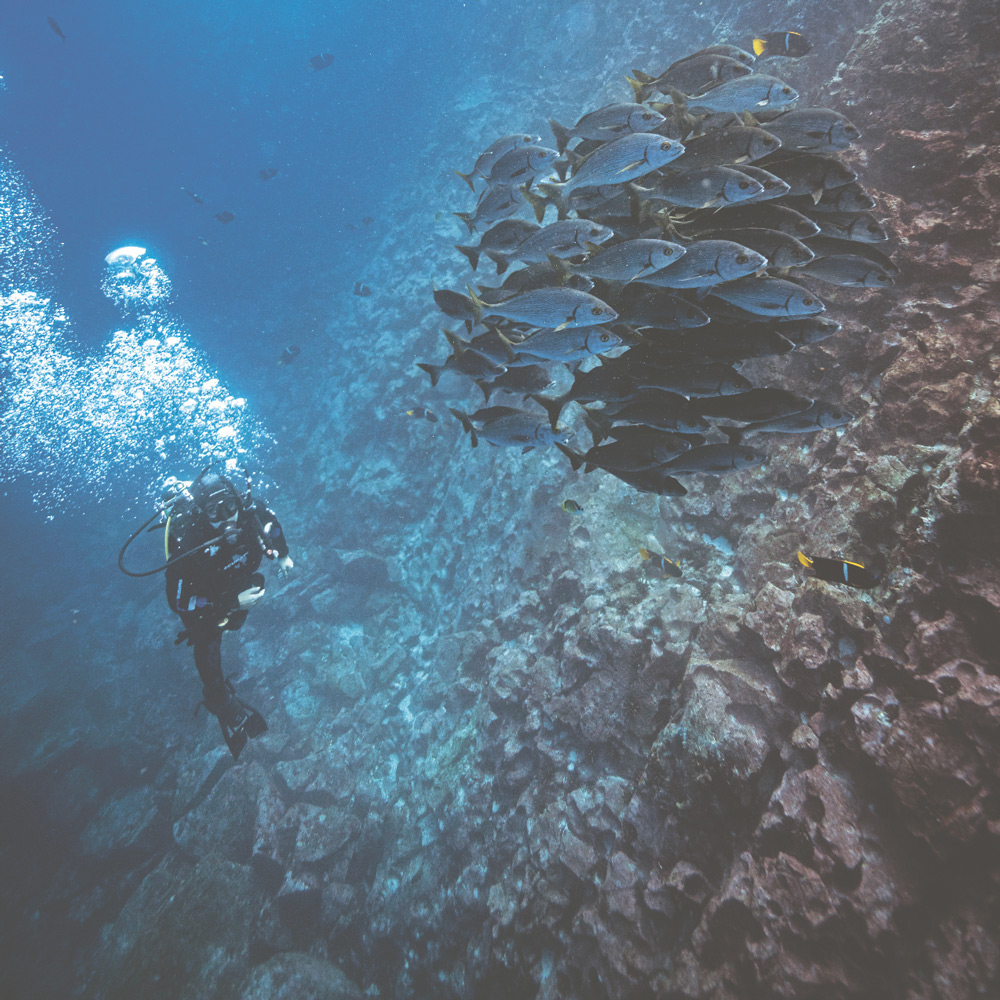 Dona Bertarelli diving in the ocean