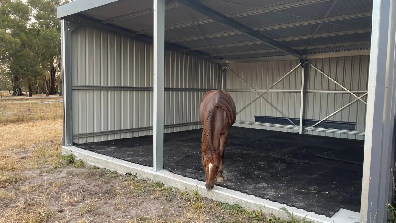 Horse standing on Rubbertex rubber mats installed across a stable floor
