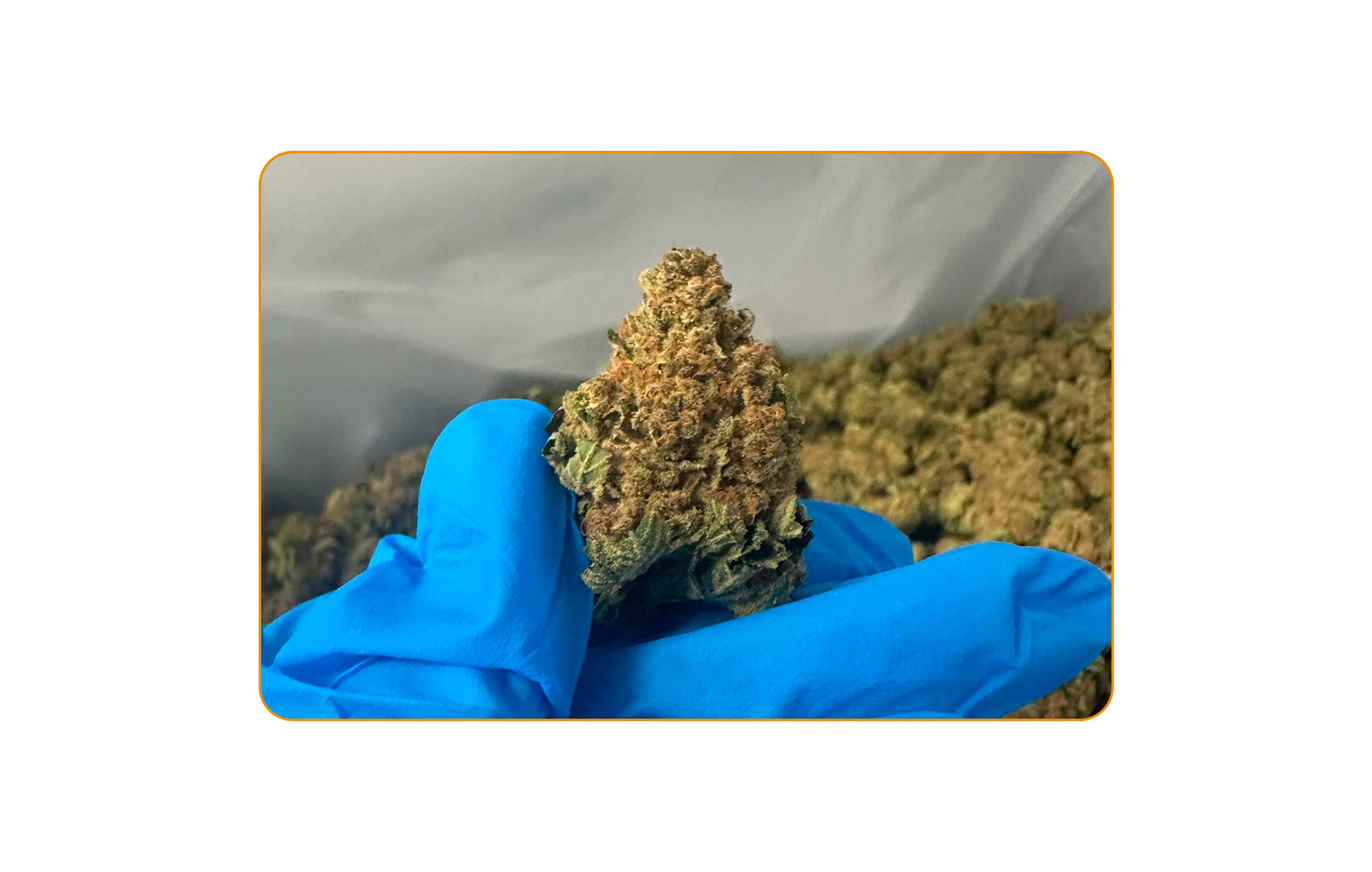 BALANCIAL 18/1 PT-S1 Old Skool