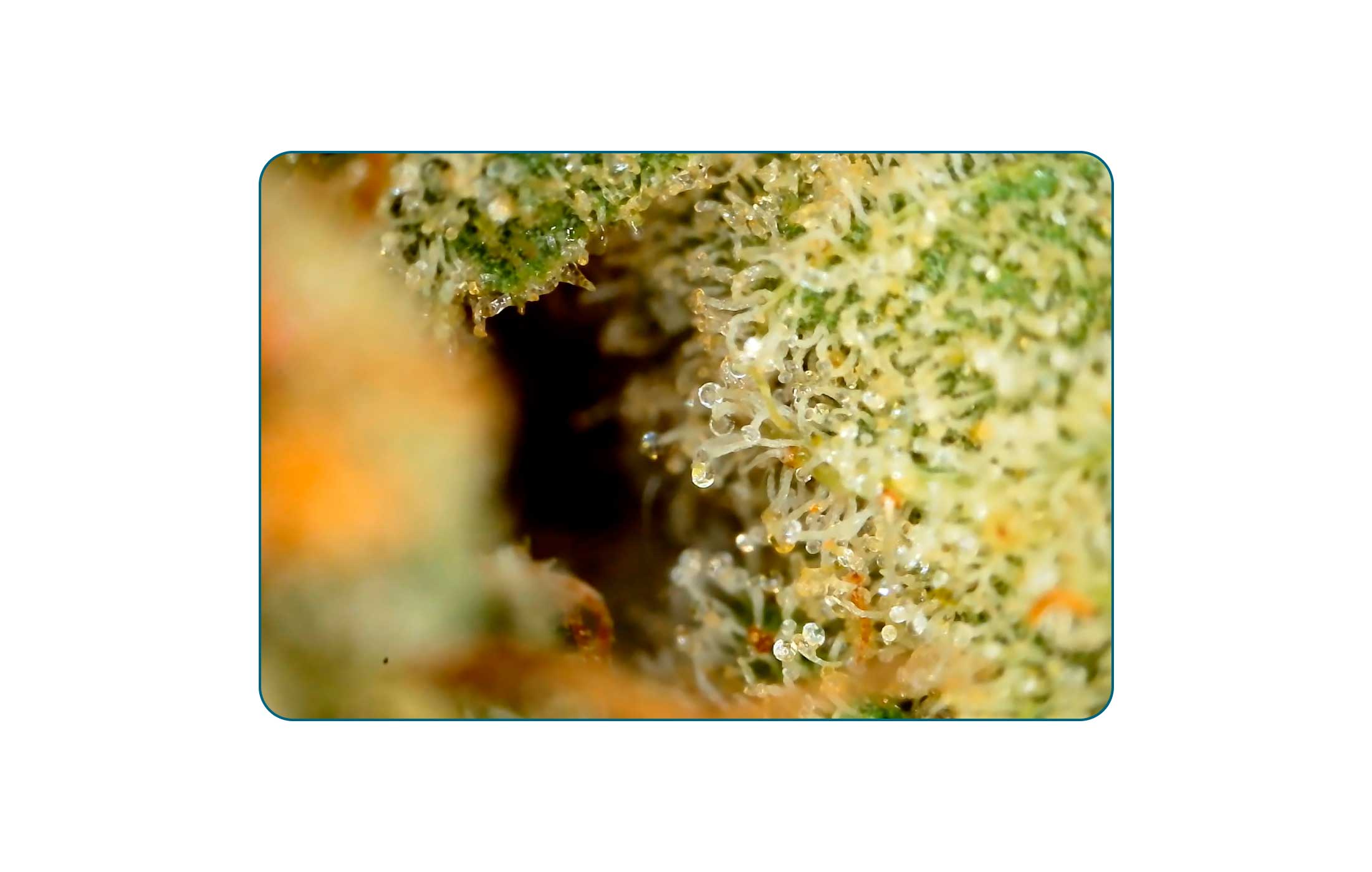 BALANCIAL 22/1 PT Runtz