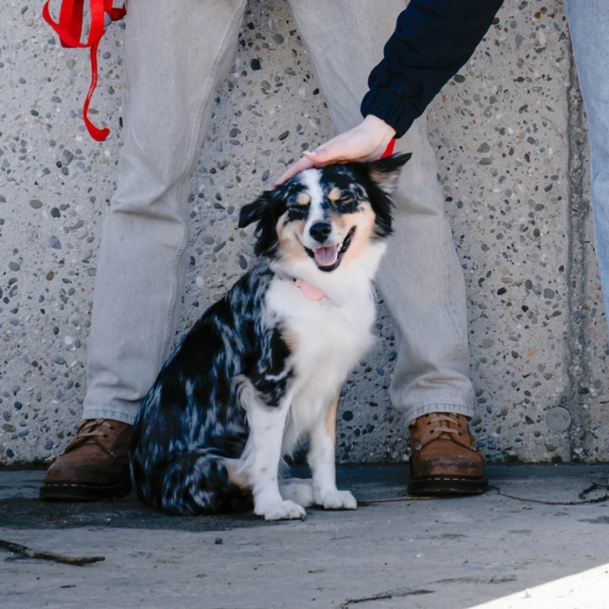 Zittende hond met zwart-witte gespikkelde vacht, oogjes dicht en mond open in een blije uitdrukking, naast een persoon met lichtgrijze broek en bruine schoenen, die de hond aait met een hand in een zwarte trui.