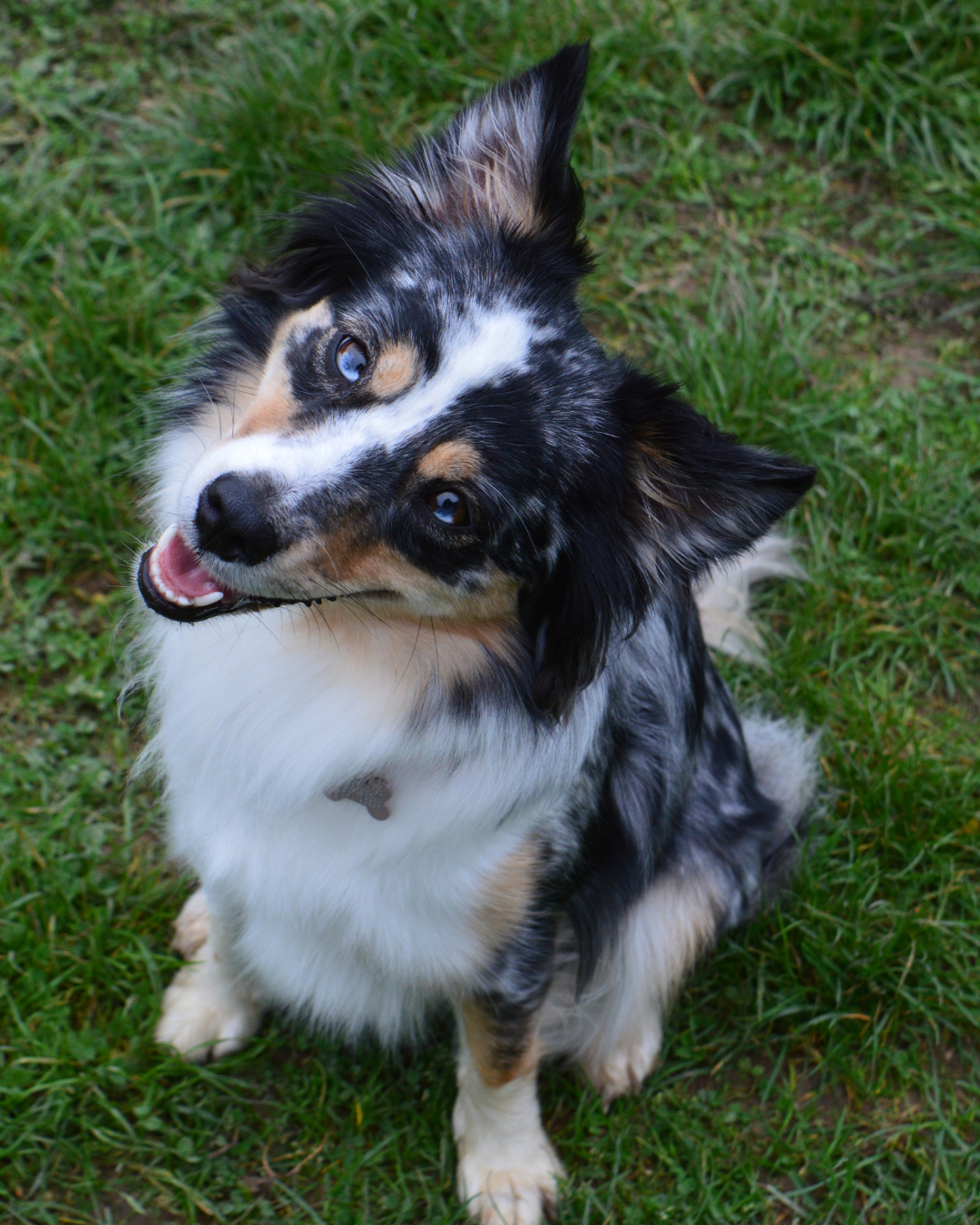 Zittende Australian Shepherd-hond met blauw gemarmerde vacht kijkt omhoog met één oor rechtop en een vriendelijke blik, omringd door gras.