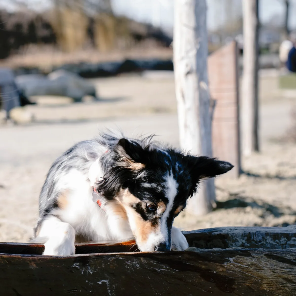 Een zwart-witte hond kijkt aandachtig in een houten waterbak buiten op een zonnige dag.