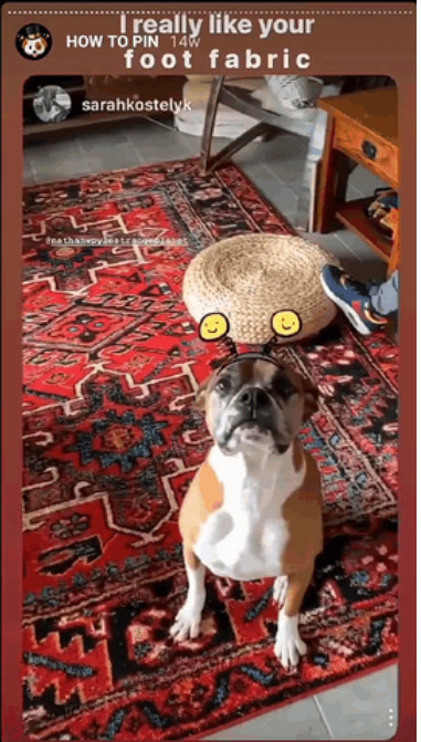 instagram gif with a dog
