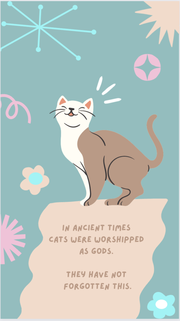 instagram story idea of a cat atop story message