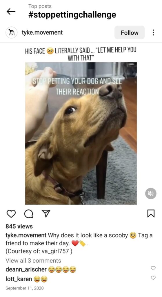 instagram screenshot stop petting challenge
