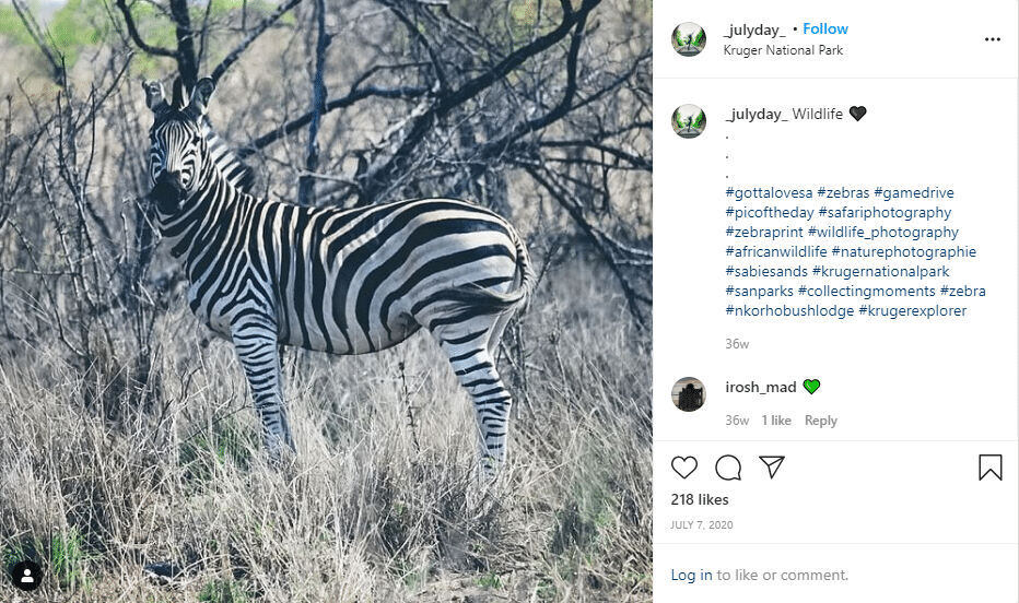 zebra in nature