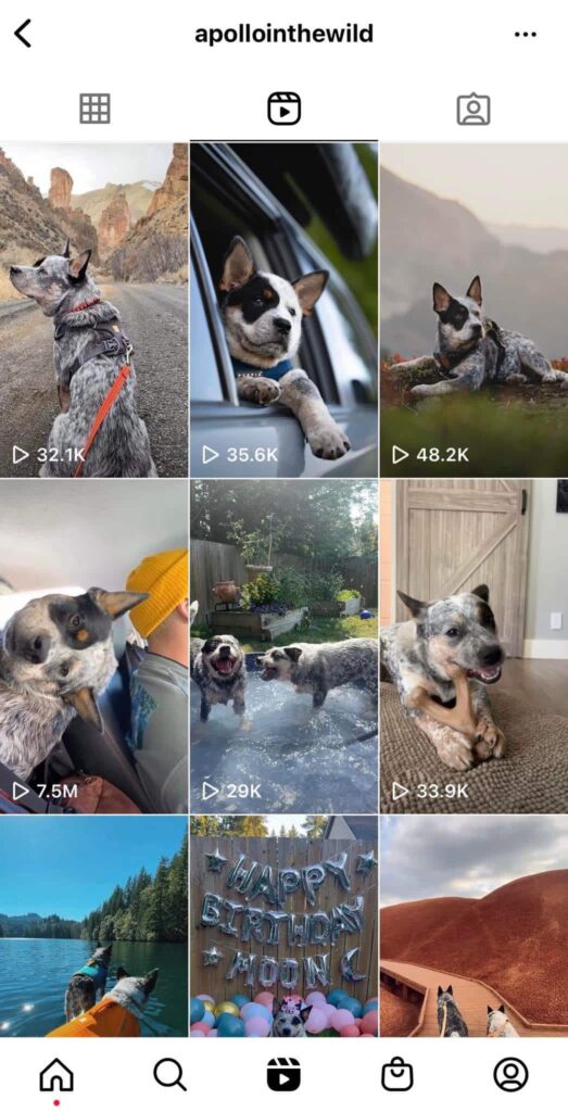 ig reels feed of @apollointhewild