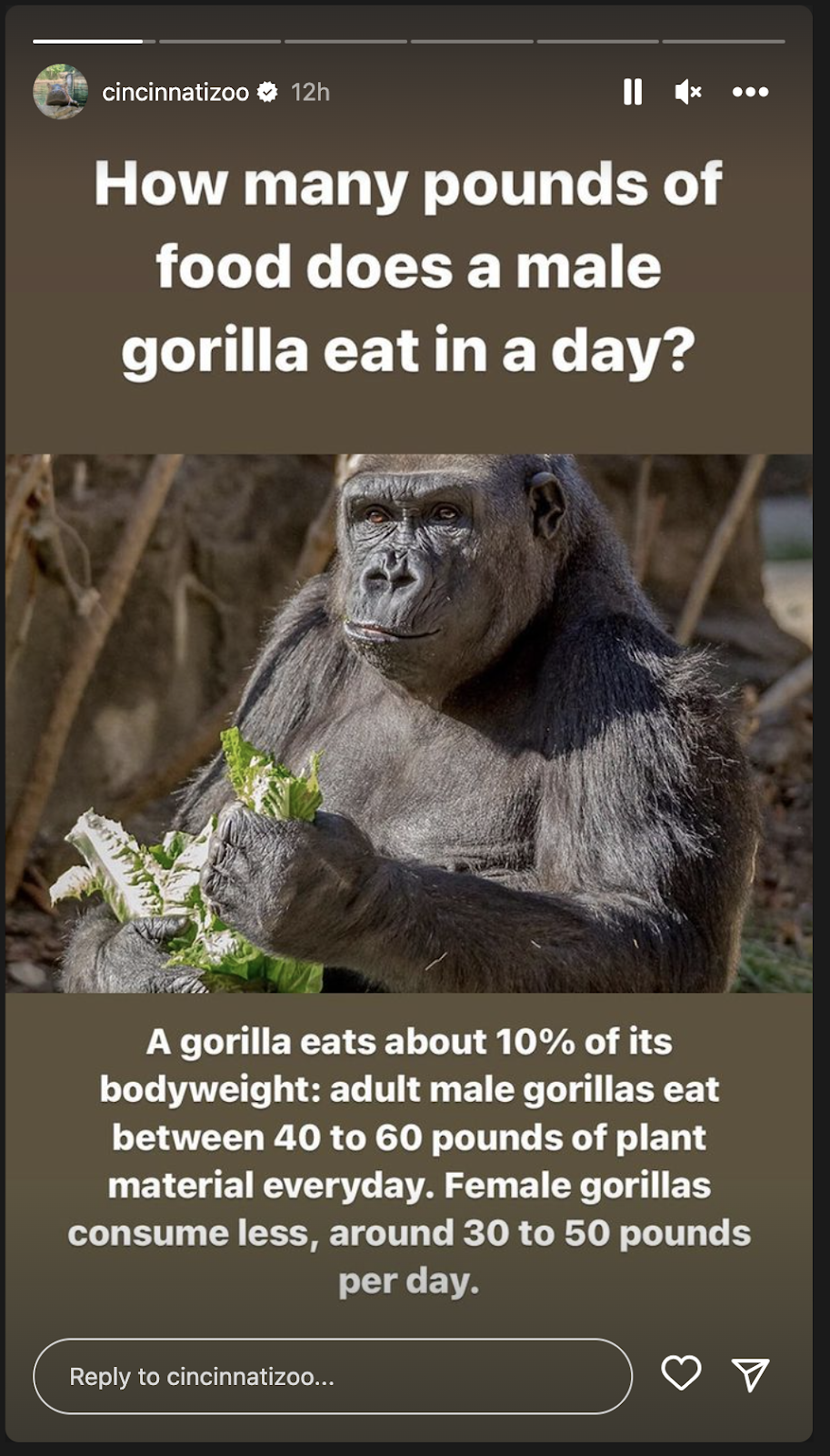 screenshot of Cincinnati Zoo gorilla facts
