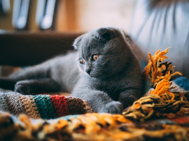 Beautiful pet with silky coat