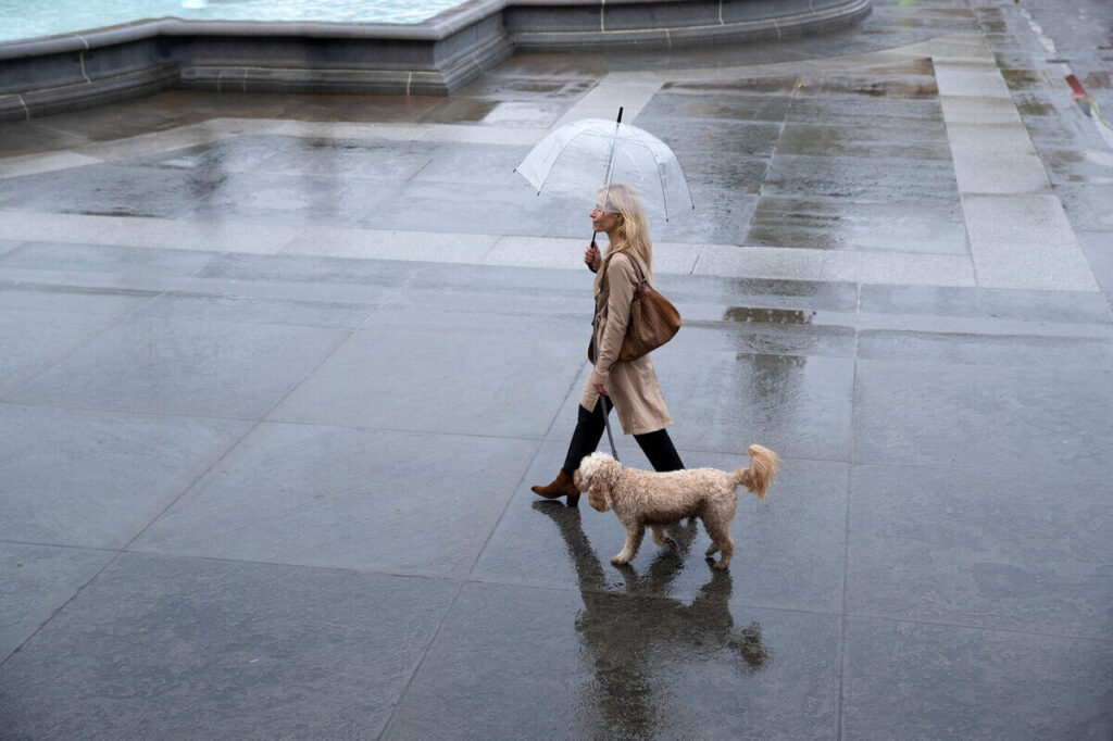 Having a walk in the rainy weather with your pet