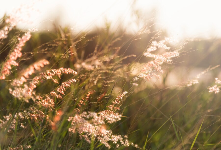 sun kissed flowers