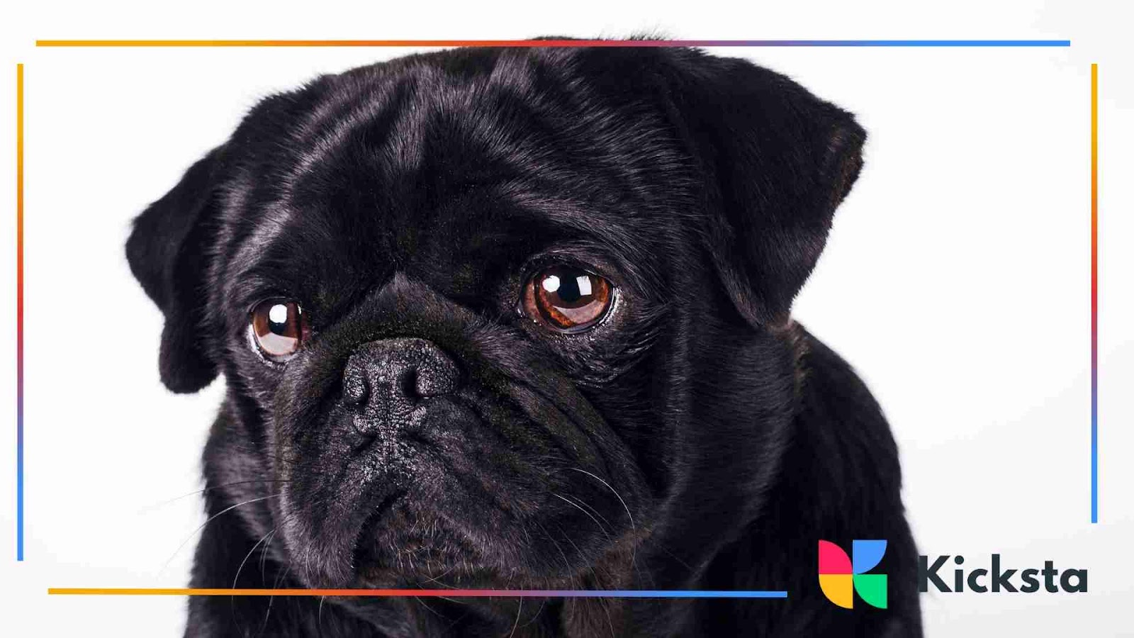 Sad Black Pug