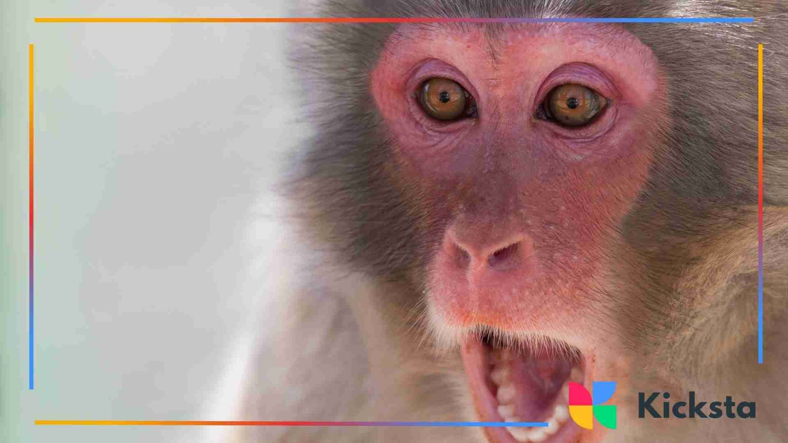 Close-up of a monkey with a surprised expression